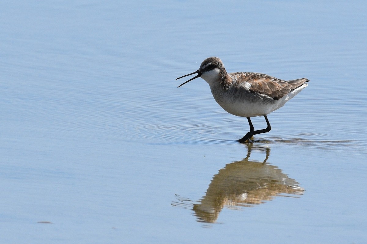 Wilson's Phalarope - ML350070711