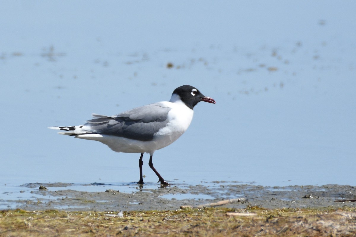 Franklin's Gull - ML350070851