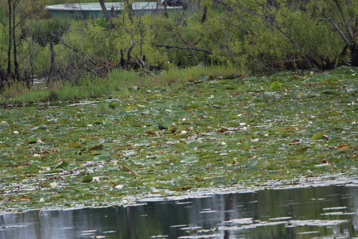 Purple Gallinule - ML350073551