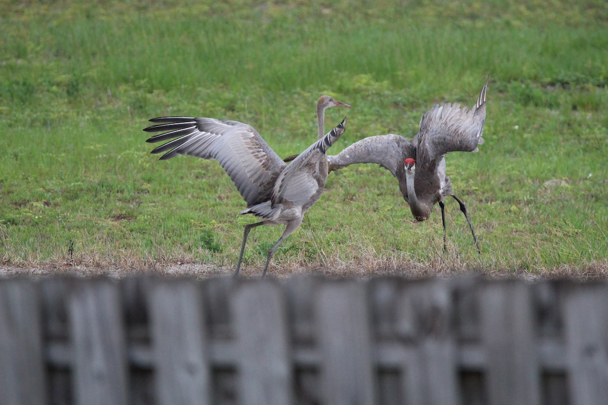 Sandhill Crane - ML350073741