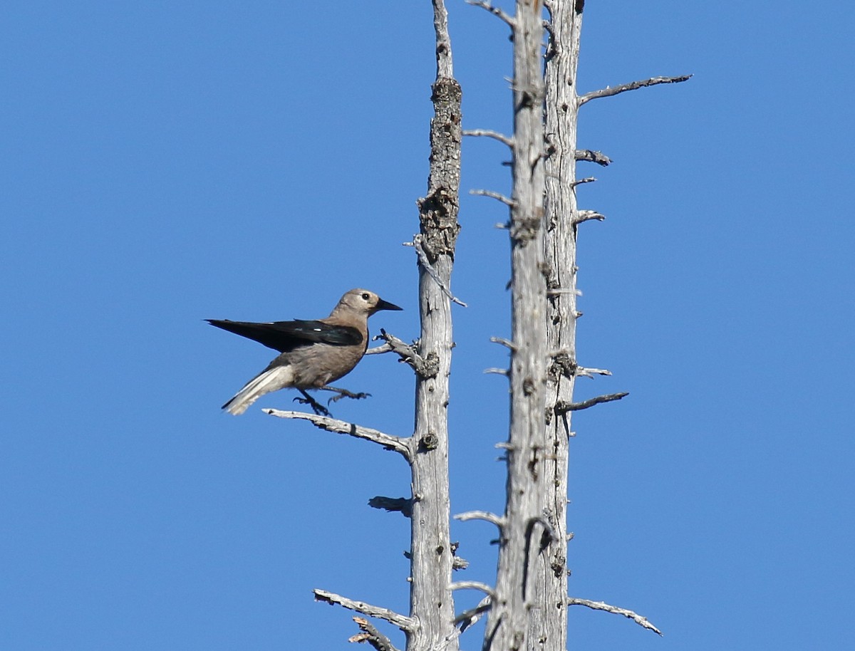 Clark's Nutcracker - ML350074551