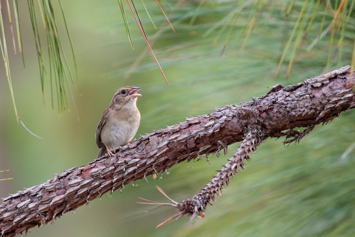 Bachman's Sparrow - Martina Nordstrand