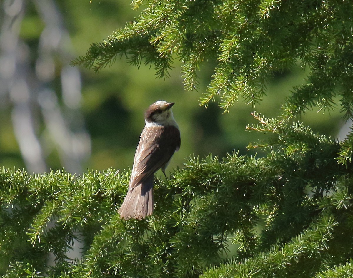 Canada Jay - ML350075551