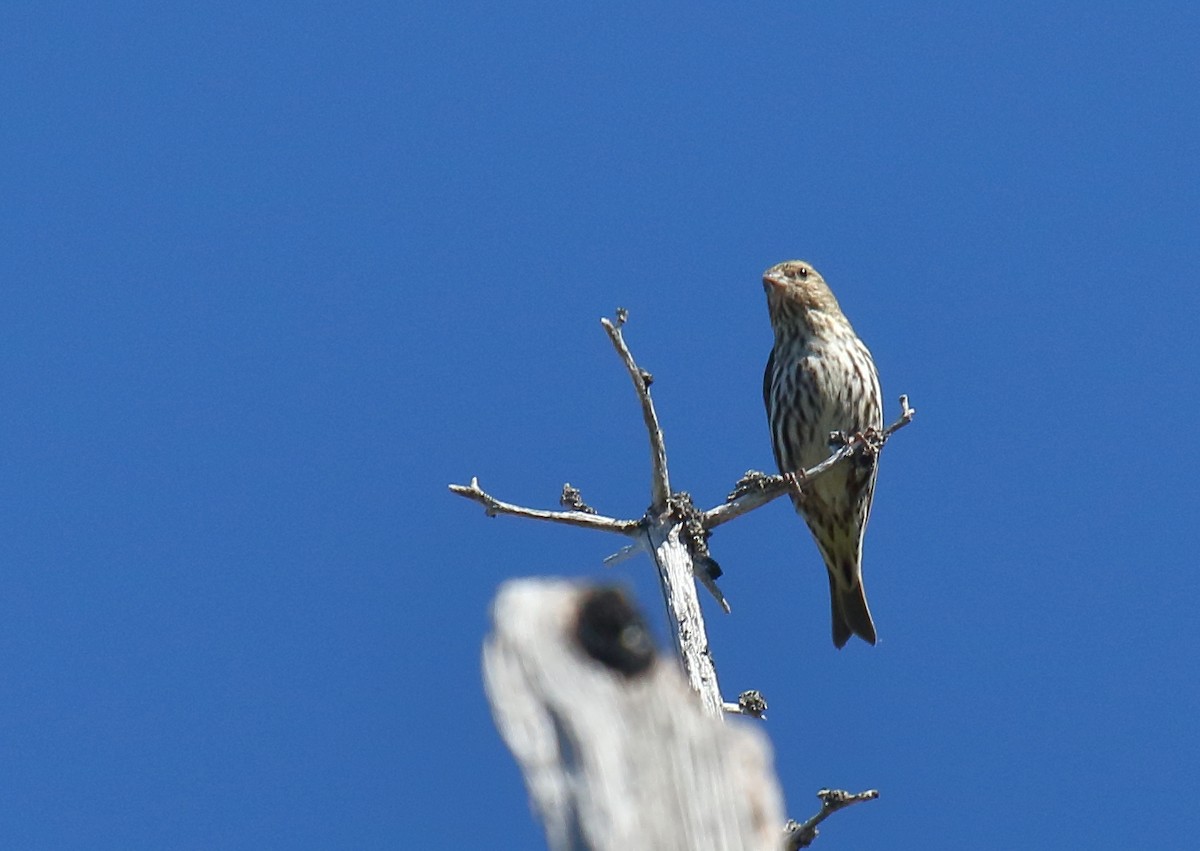 Pine Siskin - ML350075761