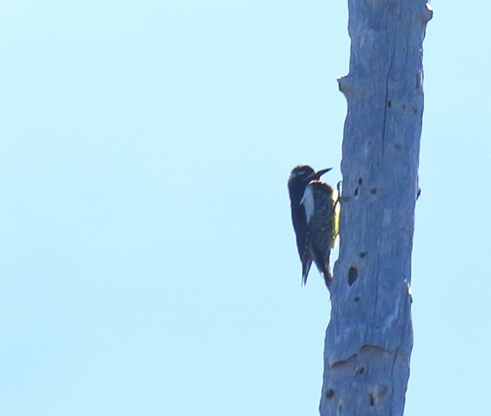 Williamson's Sapsucker - Greg Gillson