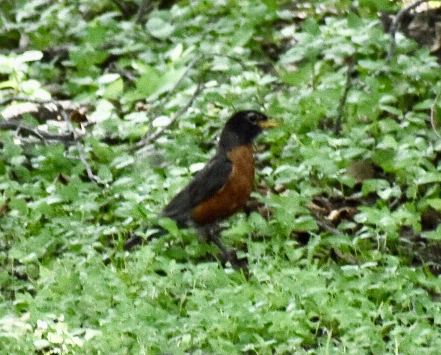 American Robin - ML350075821