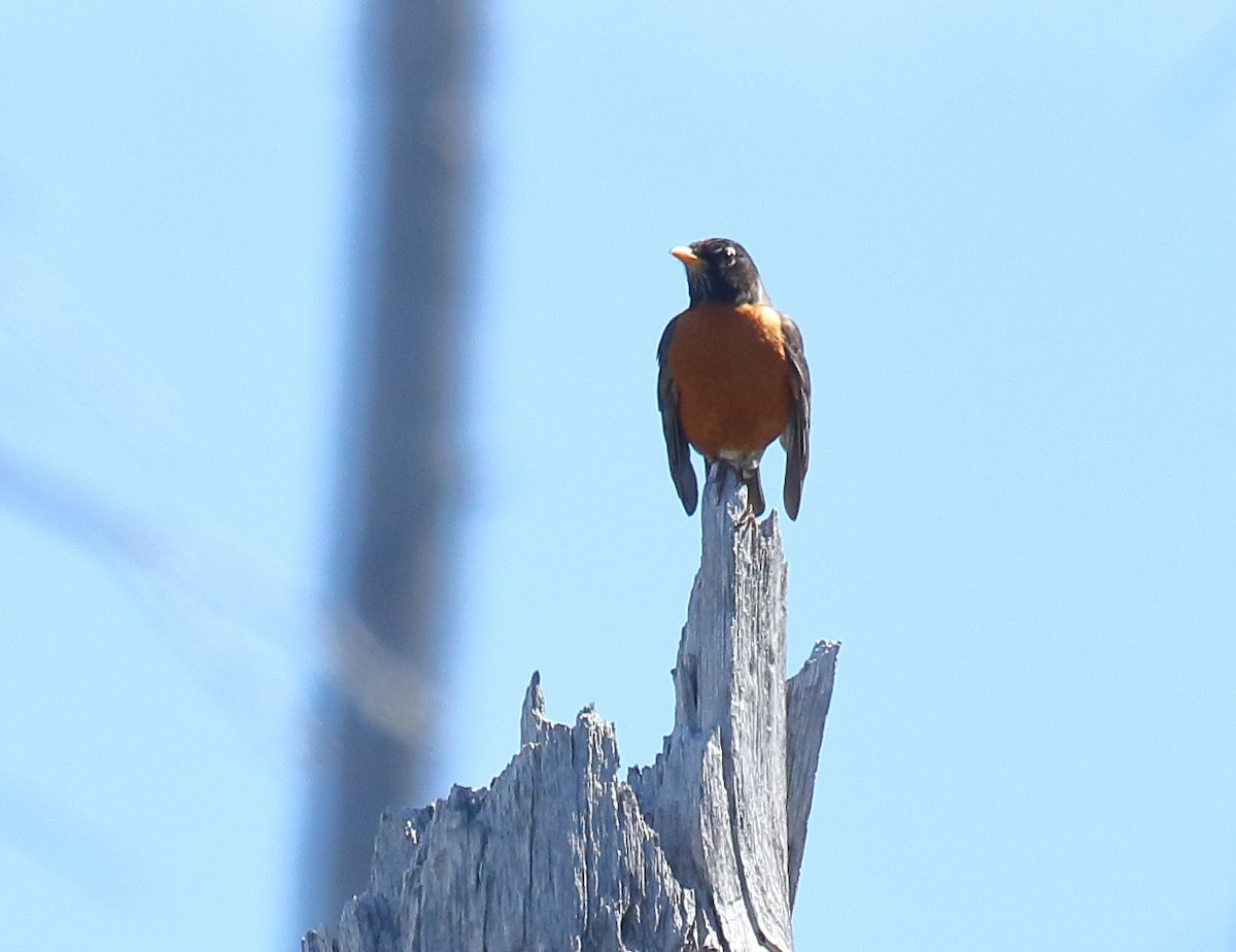 American Robin - ML350075921