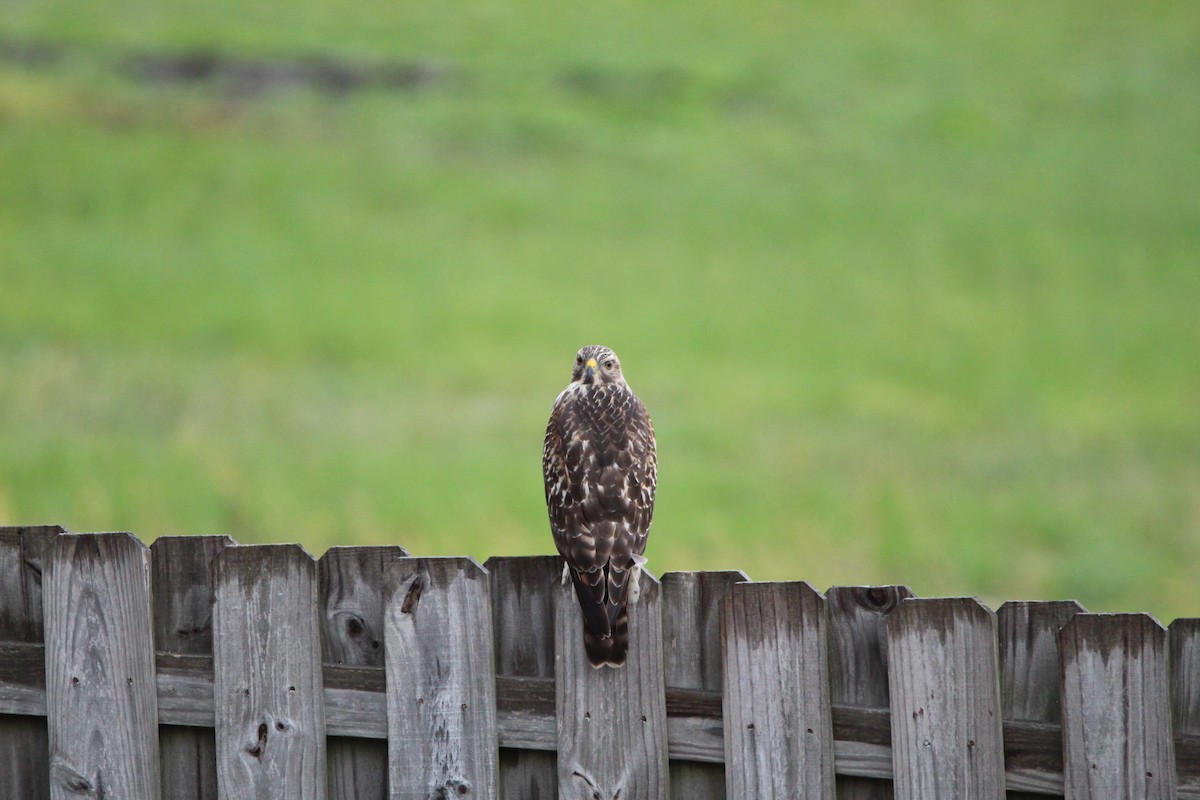 Red-shouldered Hawk - ML350076021