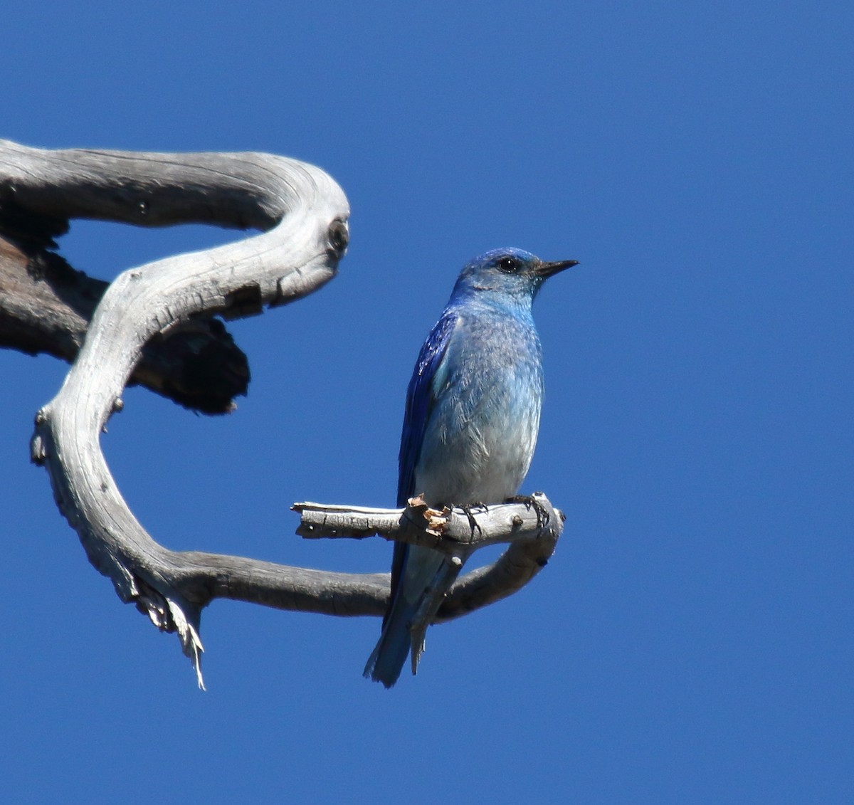 Mountain Bluebird - ML350076271