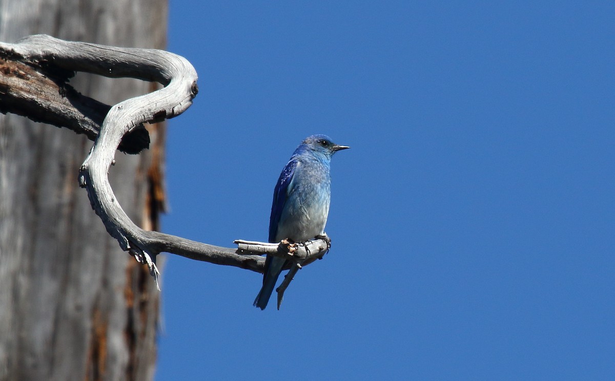 Mountain Bluebird - ML350076281