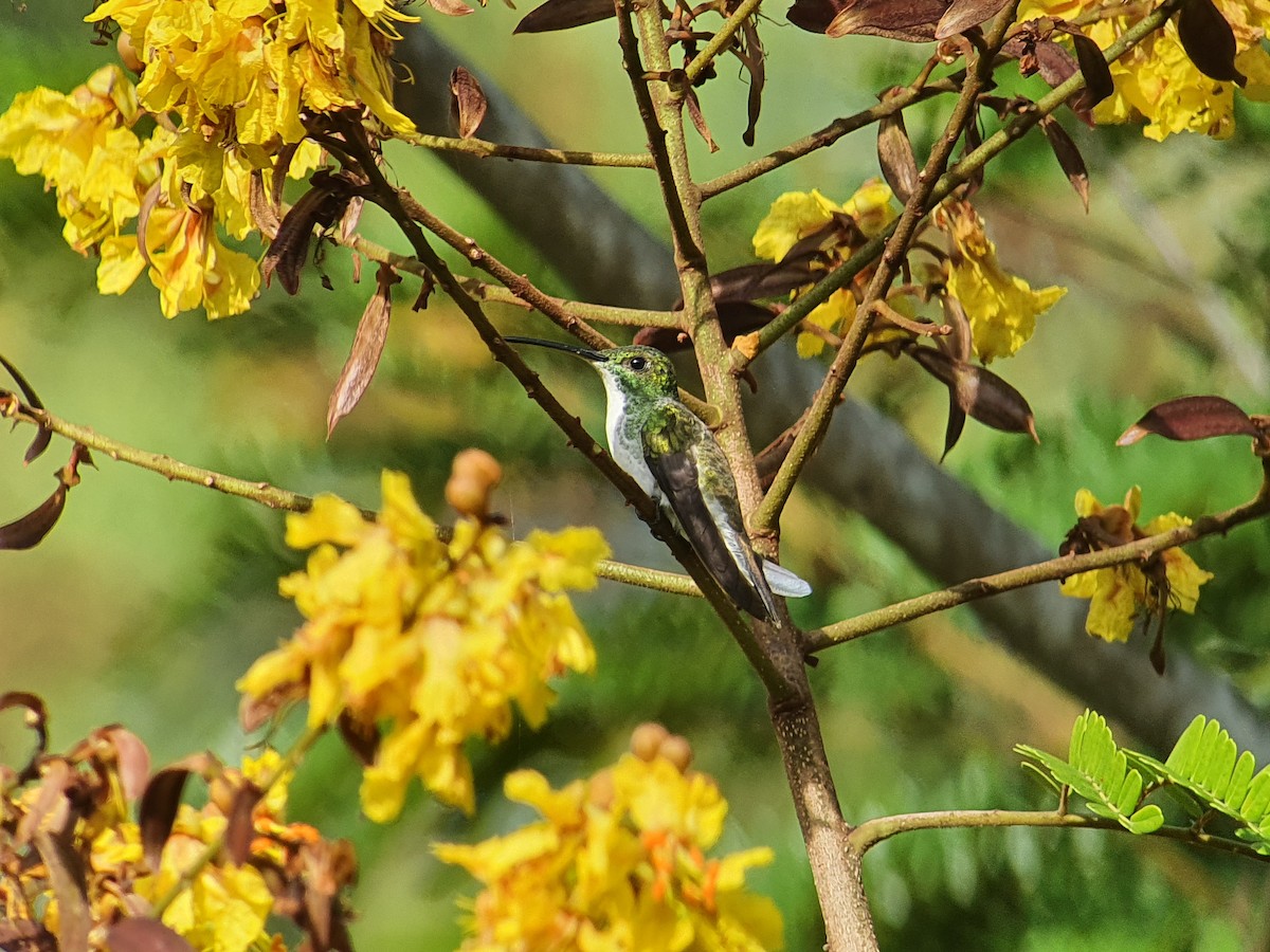 Plain-bellied Emerald - ML350076301