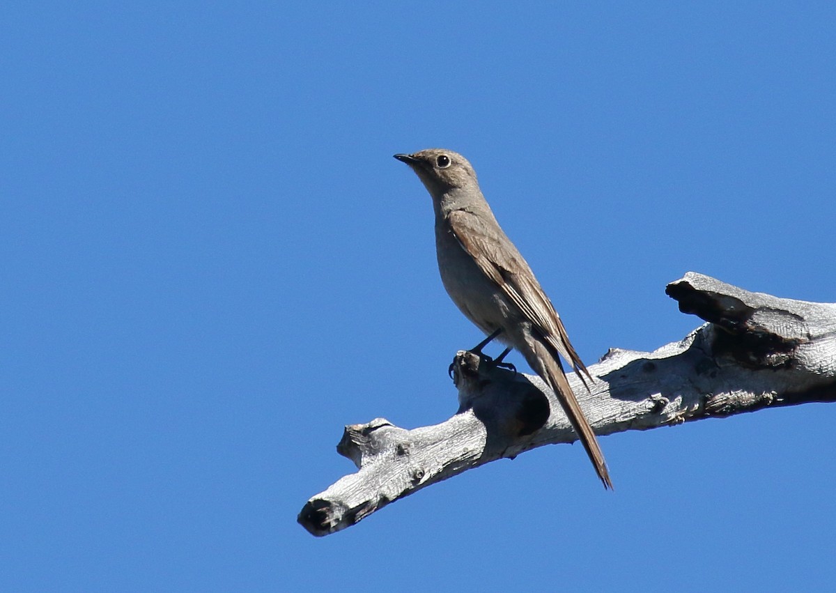 Townsend's Solitaire - ML350076421