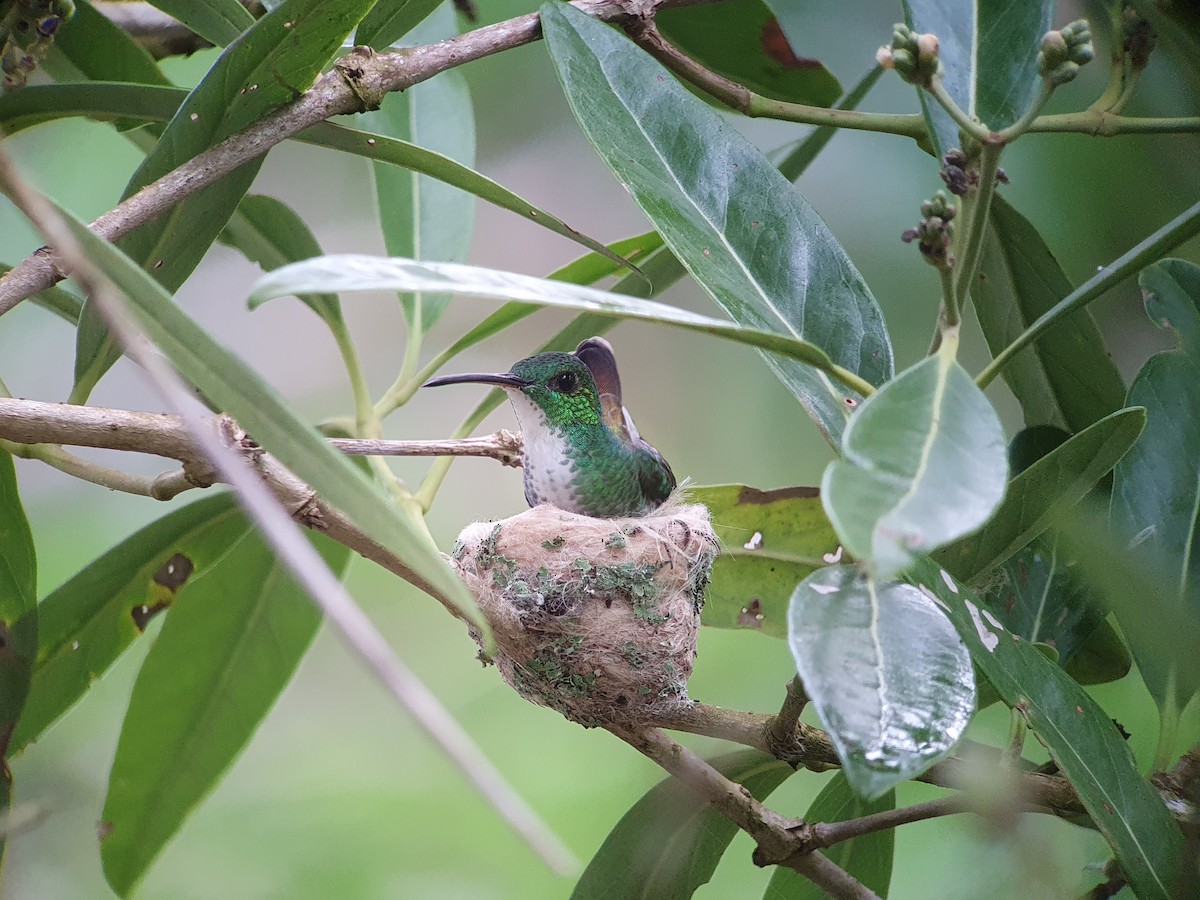 Plain-bellied Emerald - ML350077371