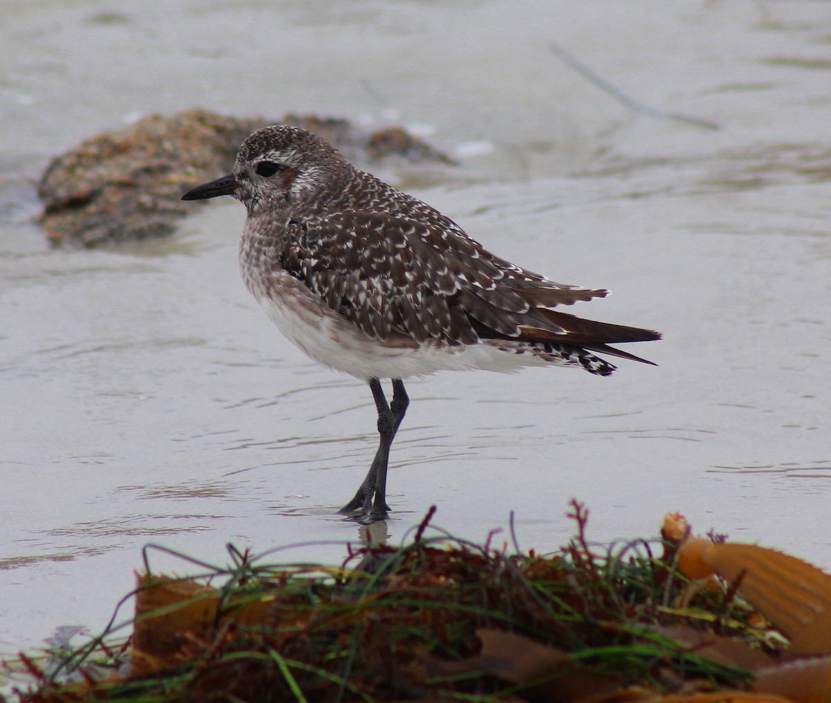 Black-bellied Plover - ML35007801