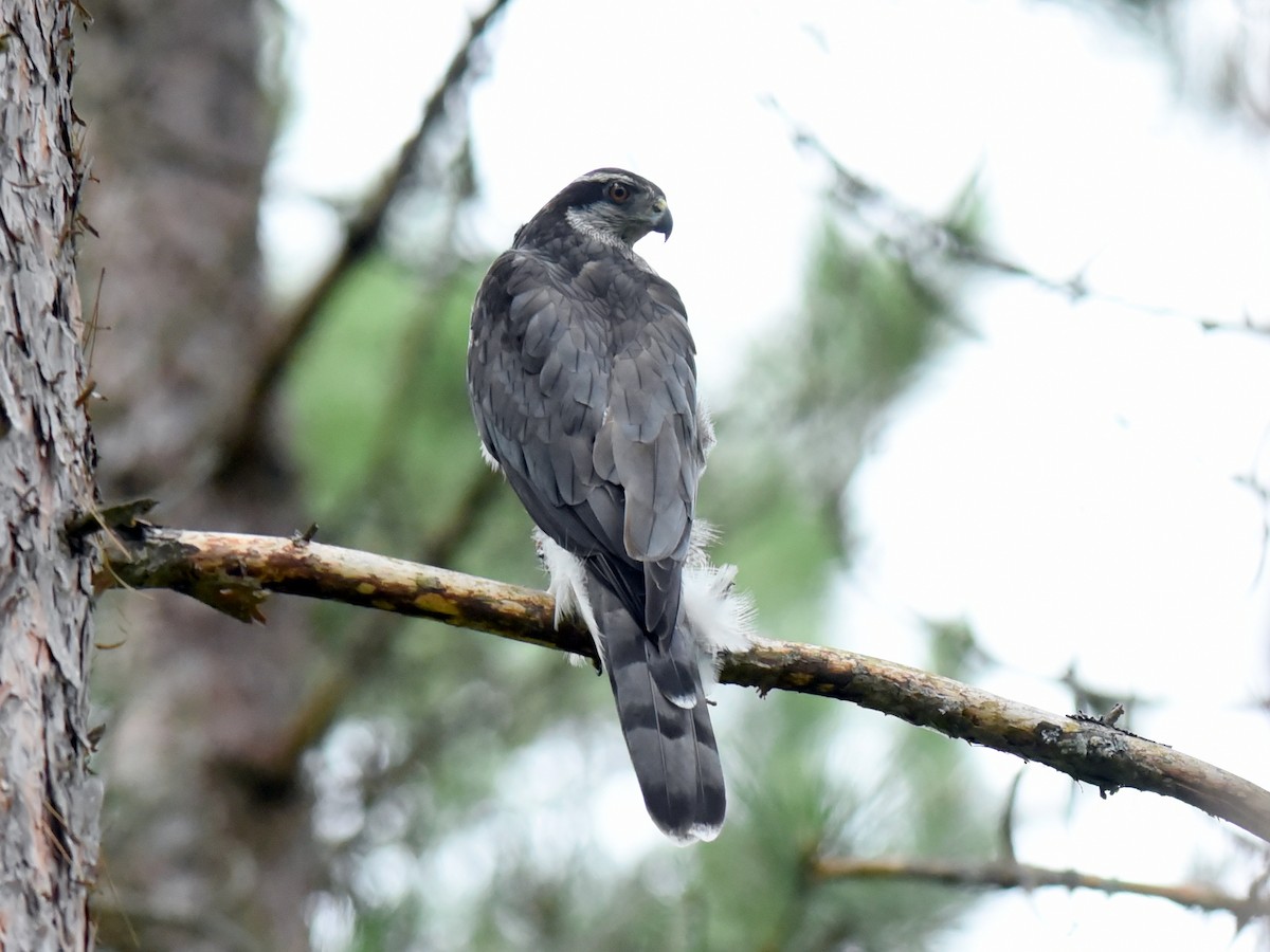 American Goshawk - jerald britten