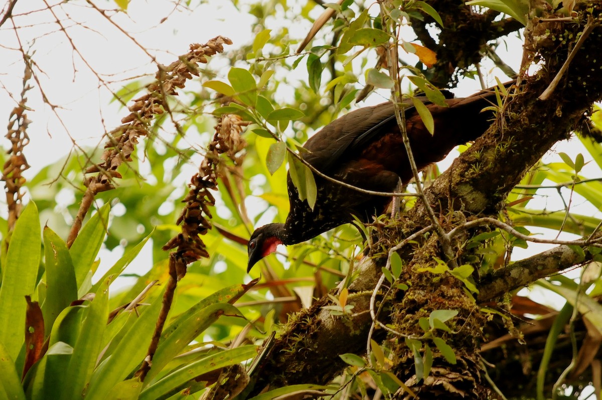 Crested Guan - ML35007921