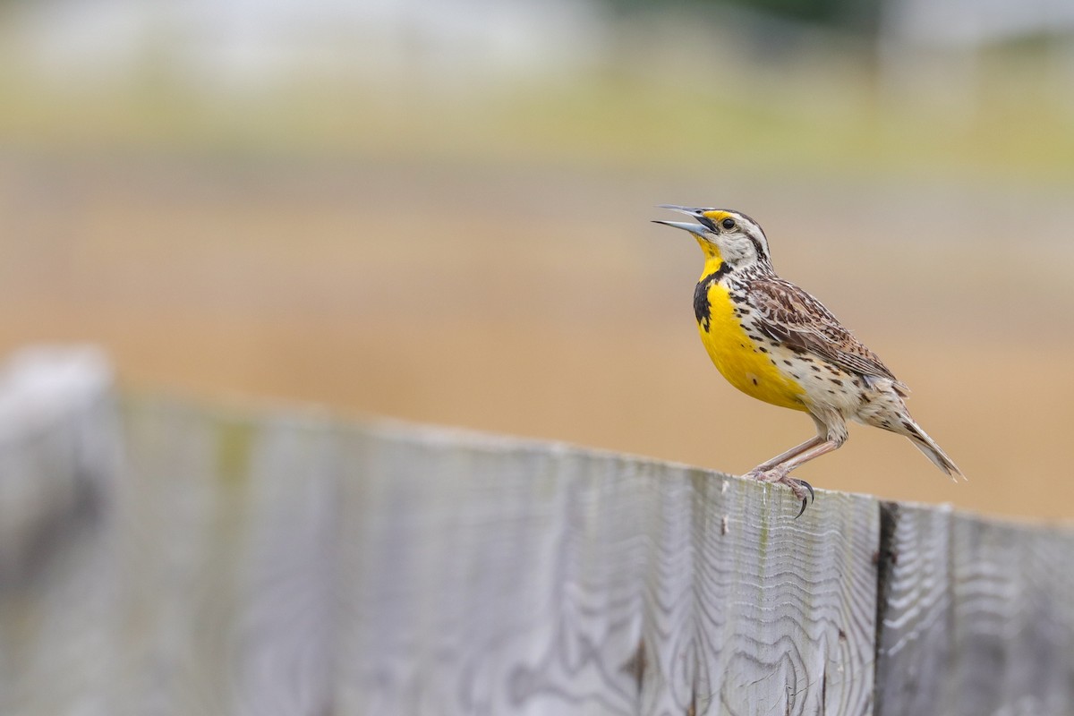 Eastern Meadowlark - ML350079291