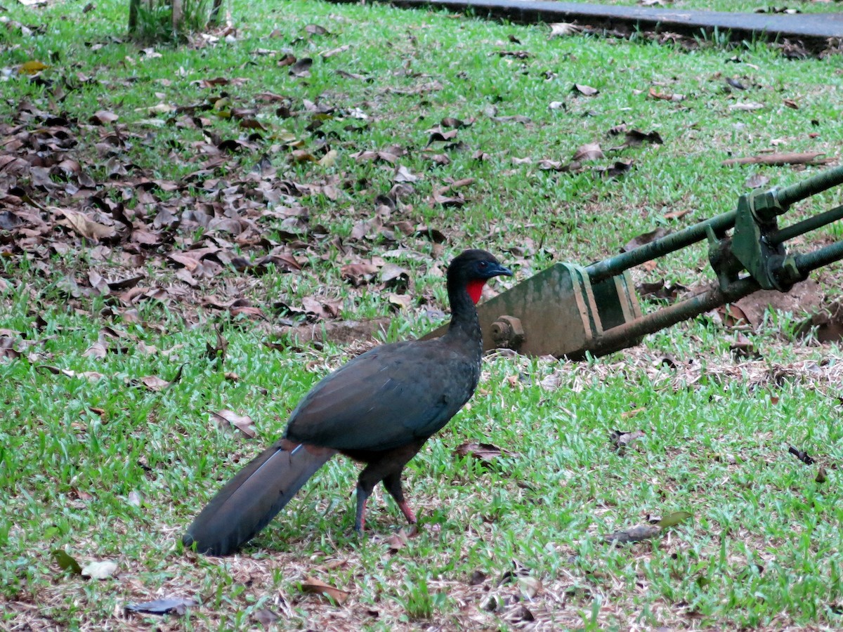 Crested Guan - ML35007931