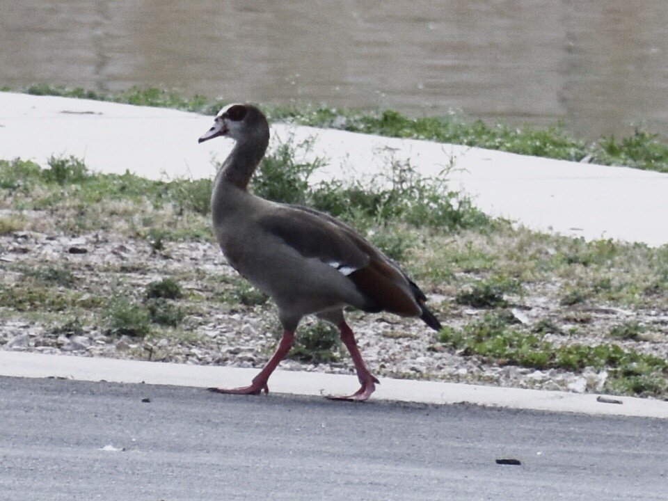 Egyptian Goose - ML350080241