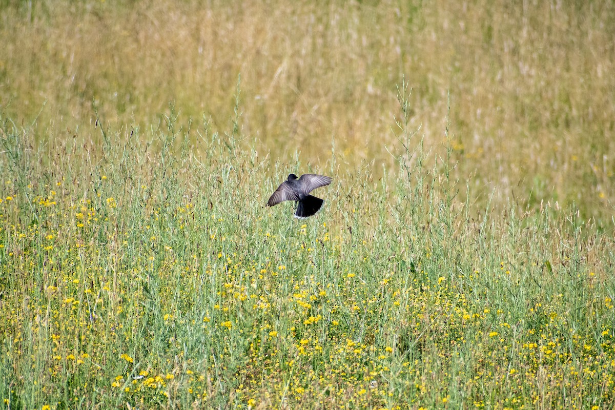 Eastern Kingbird - ML350080801