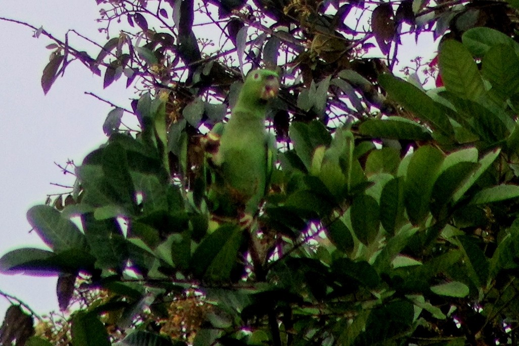 Mealy Parrot - John Doty