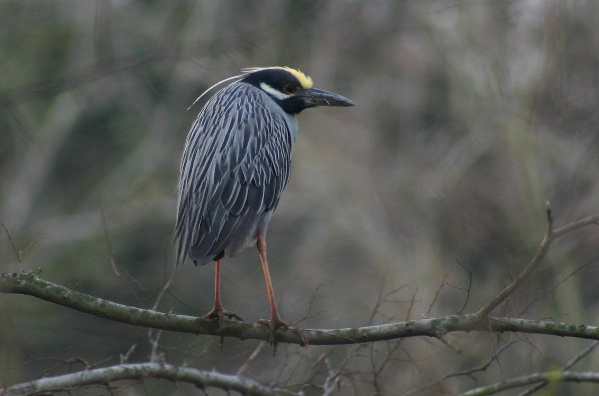 Yellow-crowned Night Heron - David  Clark