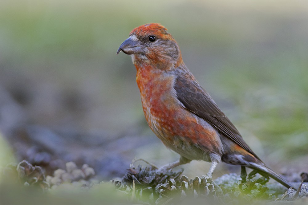 Cassia Crossbill - ML35008201