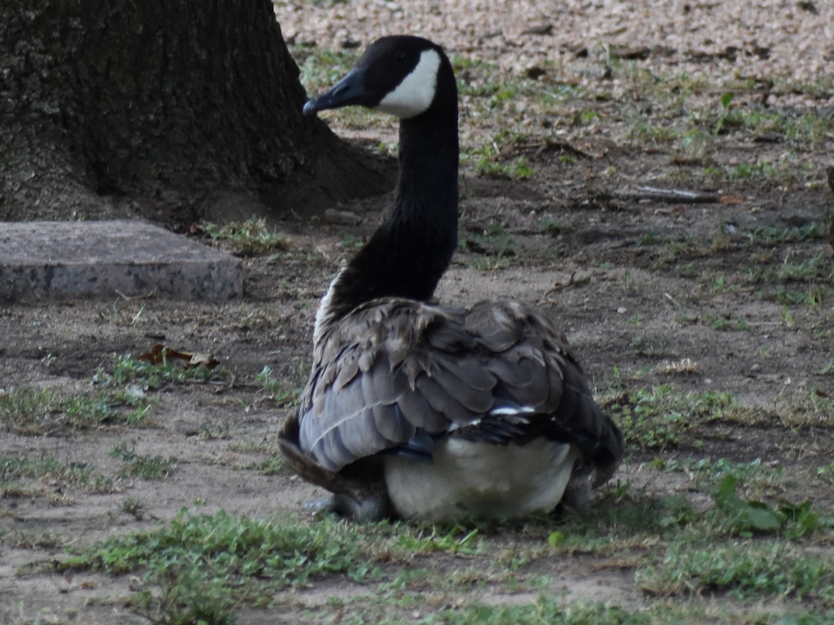 Canada Goose - ML350082981
