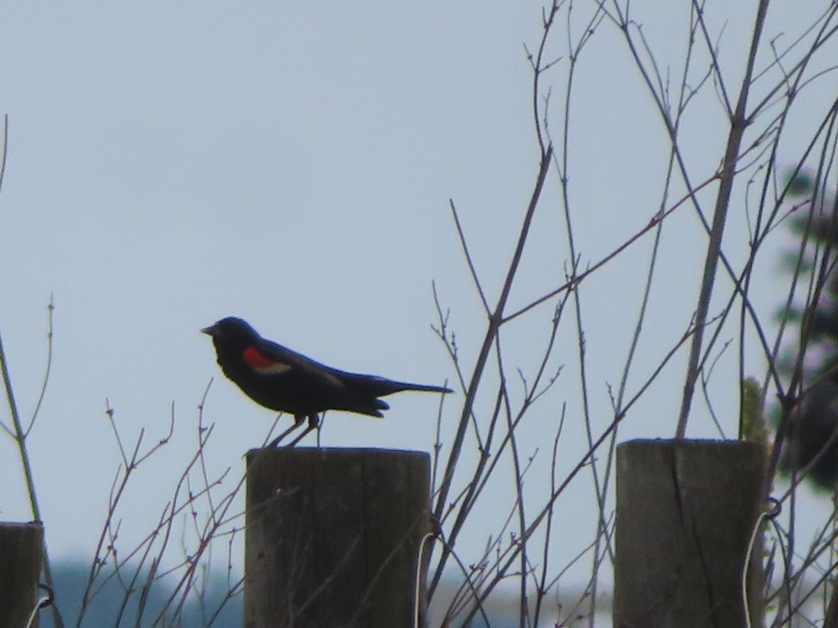 Red-winged Blackbird - ML350083121