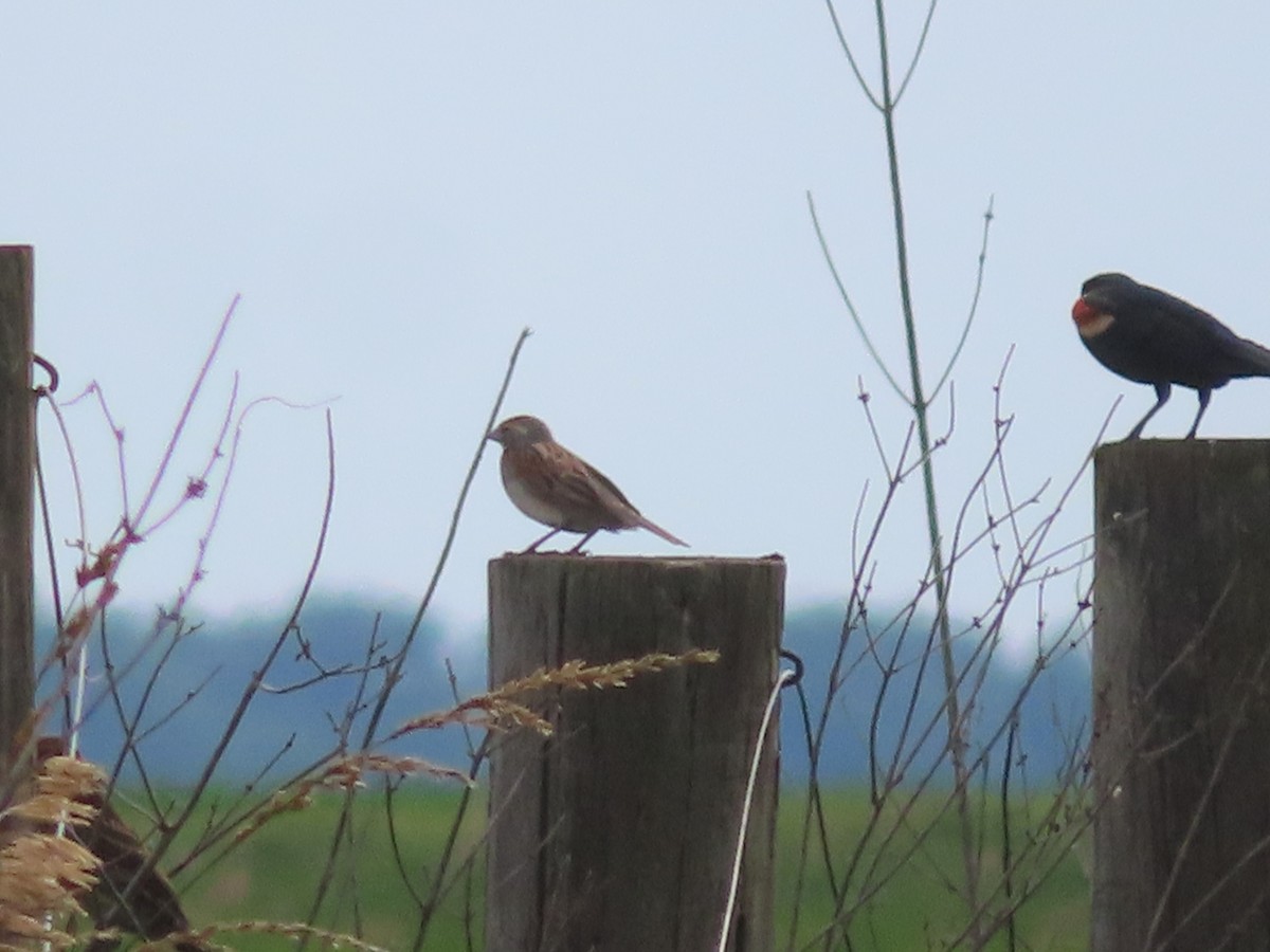 Dickcissel d'Amérique - ML350083301