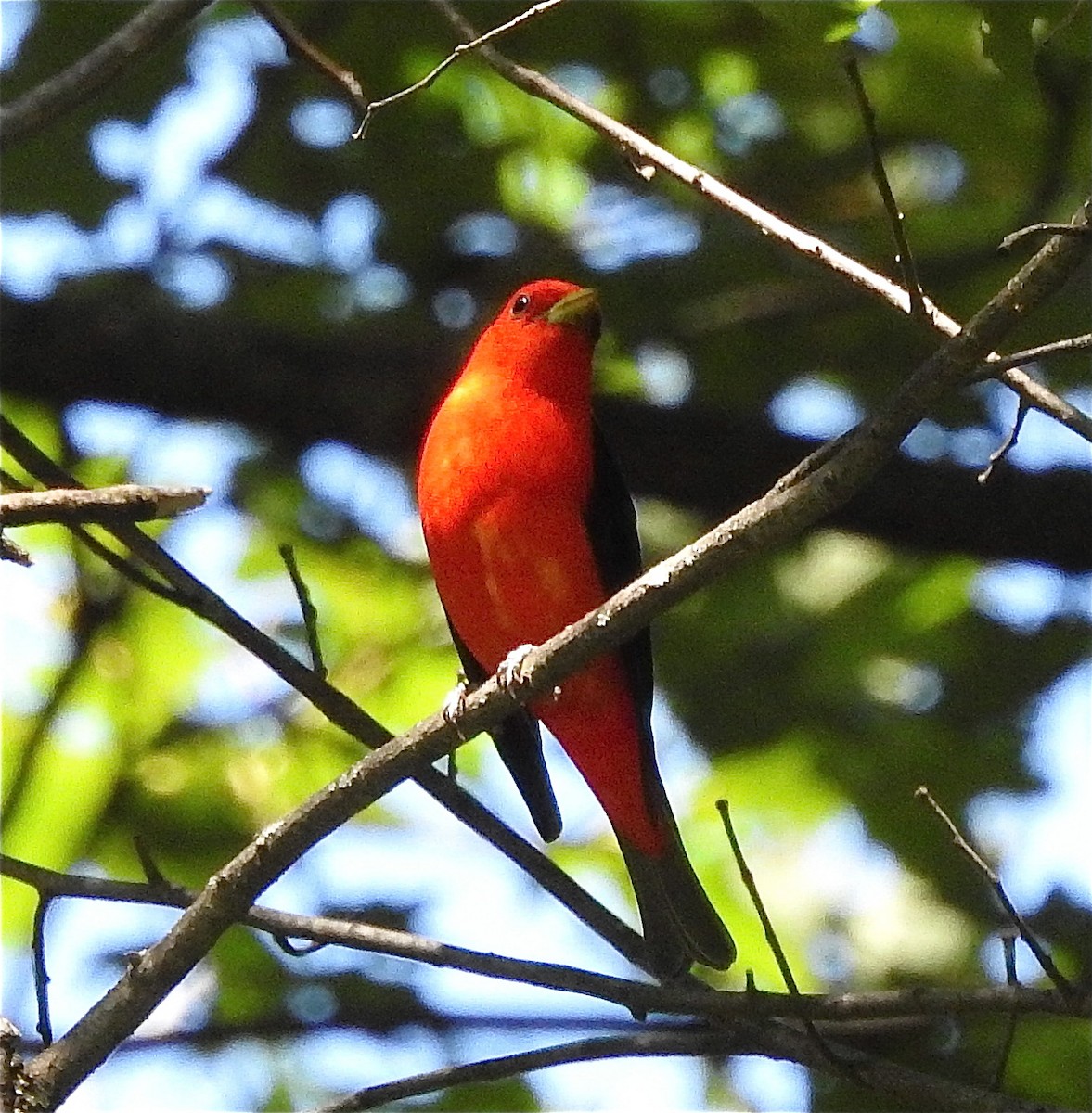 Scarlet Tanager - ML350083381