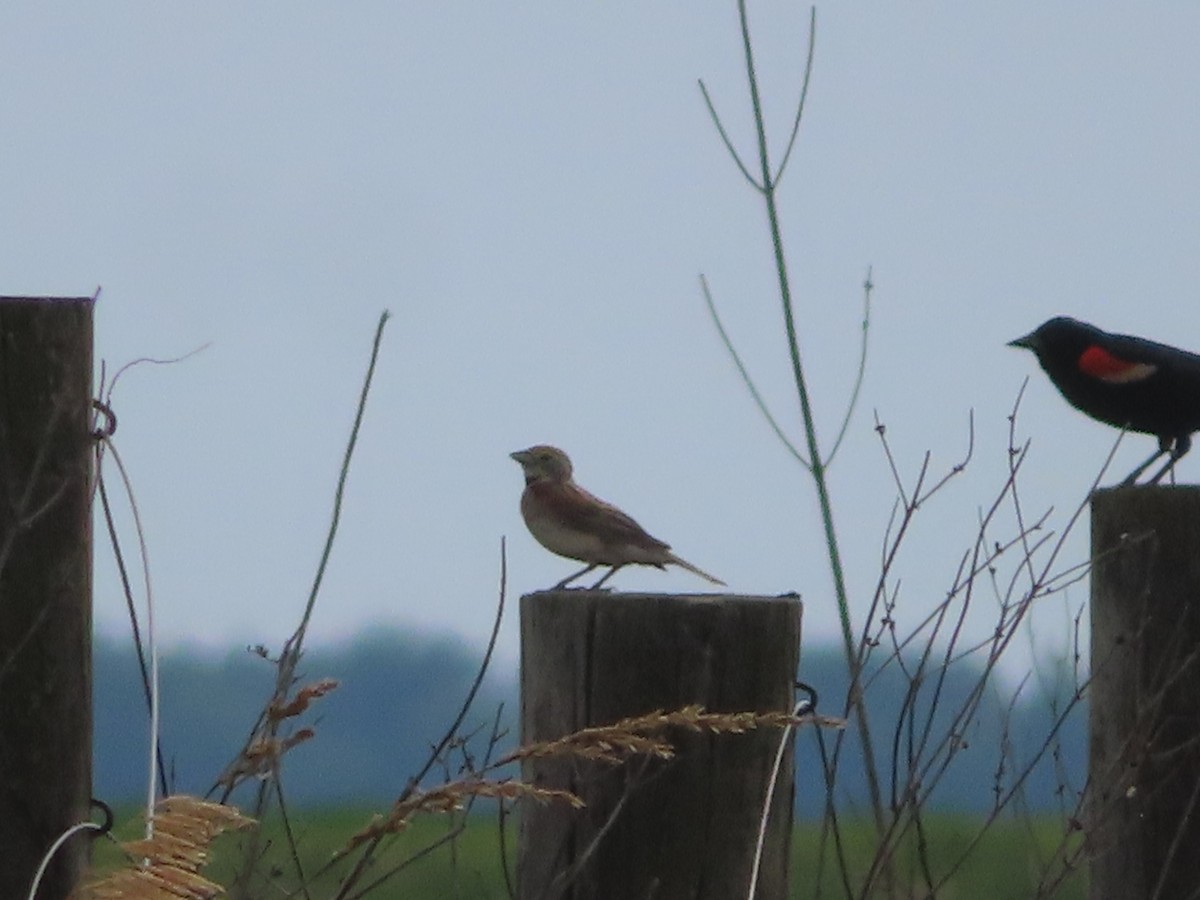 Dickcissel d'Amérique - ML350083451