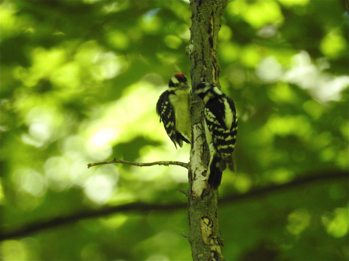 Downy Woodpecker - ML350083631