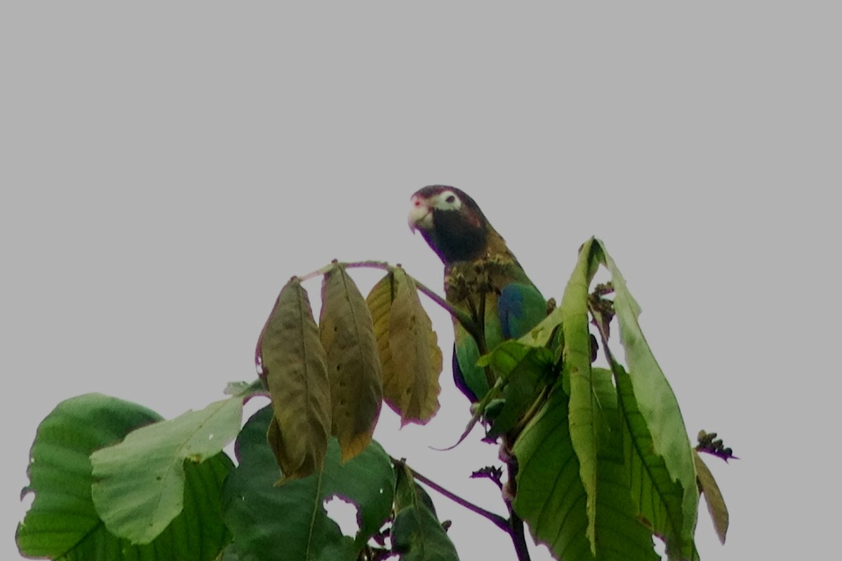 Brown-hooded Parrot - ML35008431