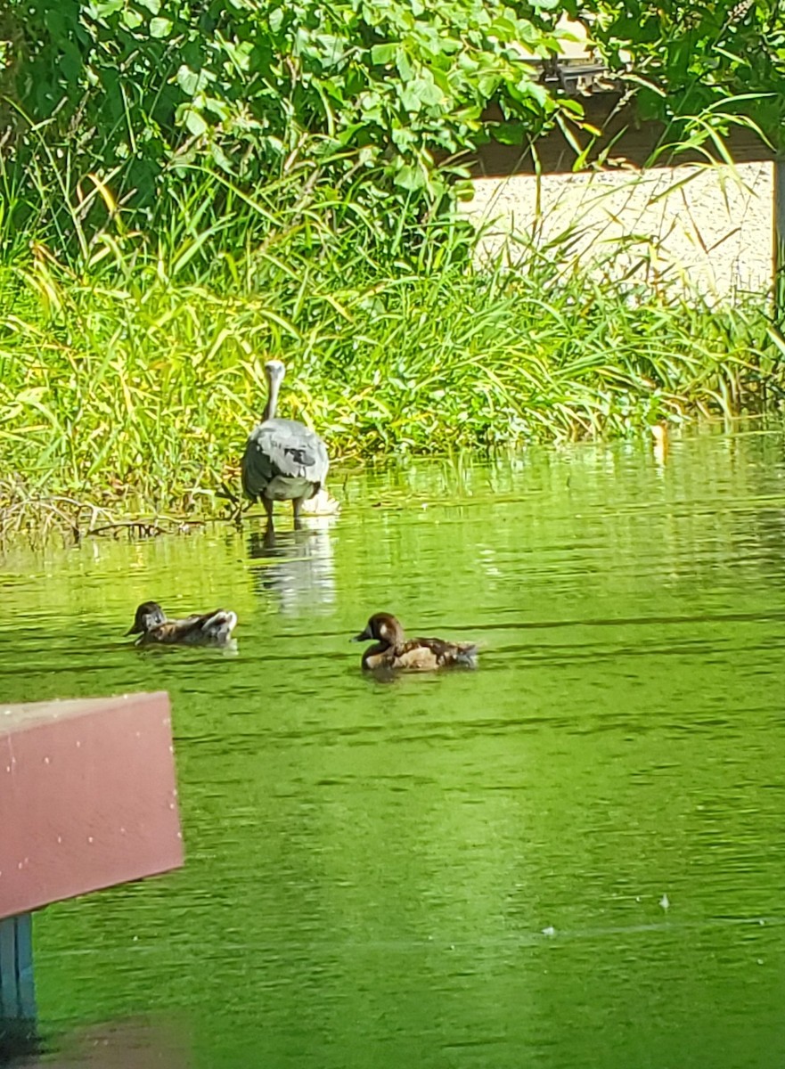 Greater Scaup - ML350084471