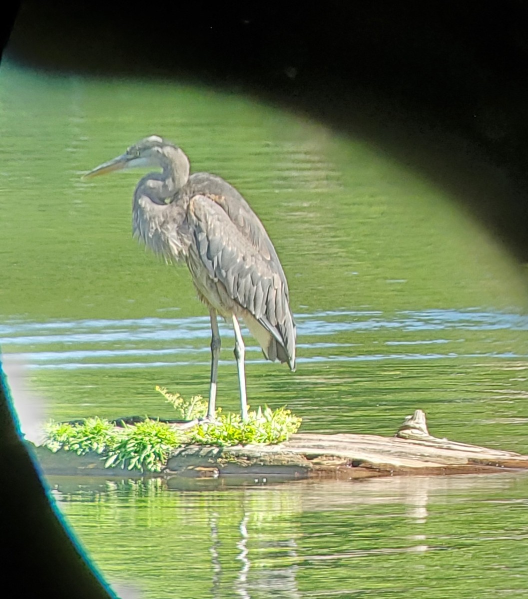 Great Blue Heron - ML350084541