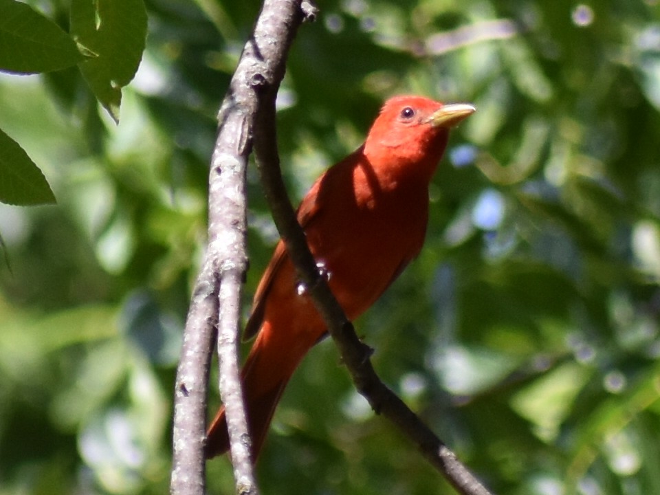 Summer Tanager - ML350084751