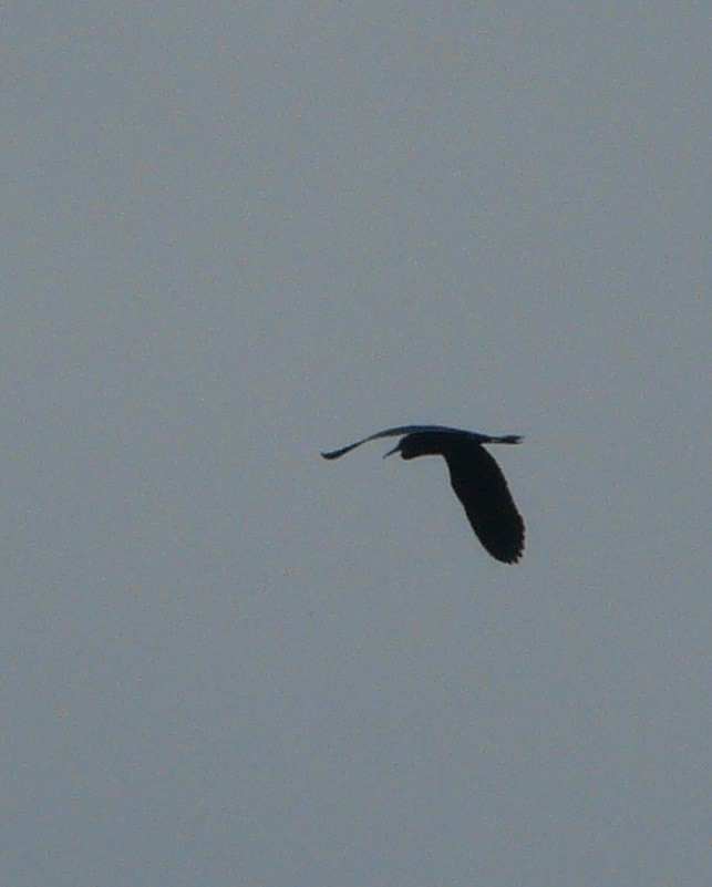 Little Blue Heron - ML350087901