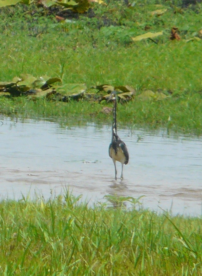 Tricolored Heron - ML350088001