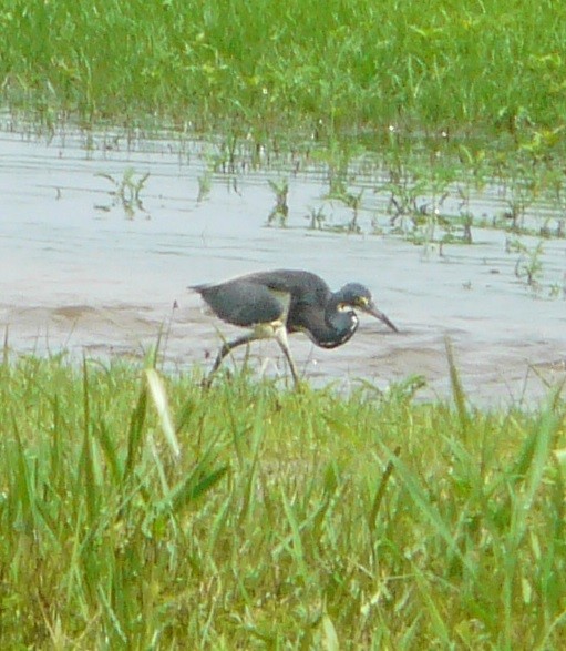 Tricolored Heron - ML350088021