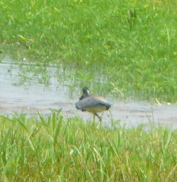 Tricolored Heron - ML350088041