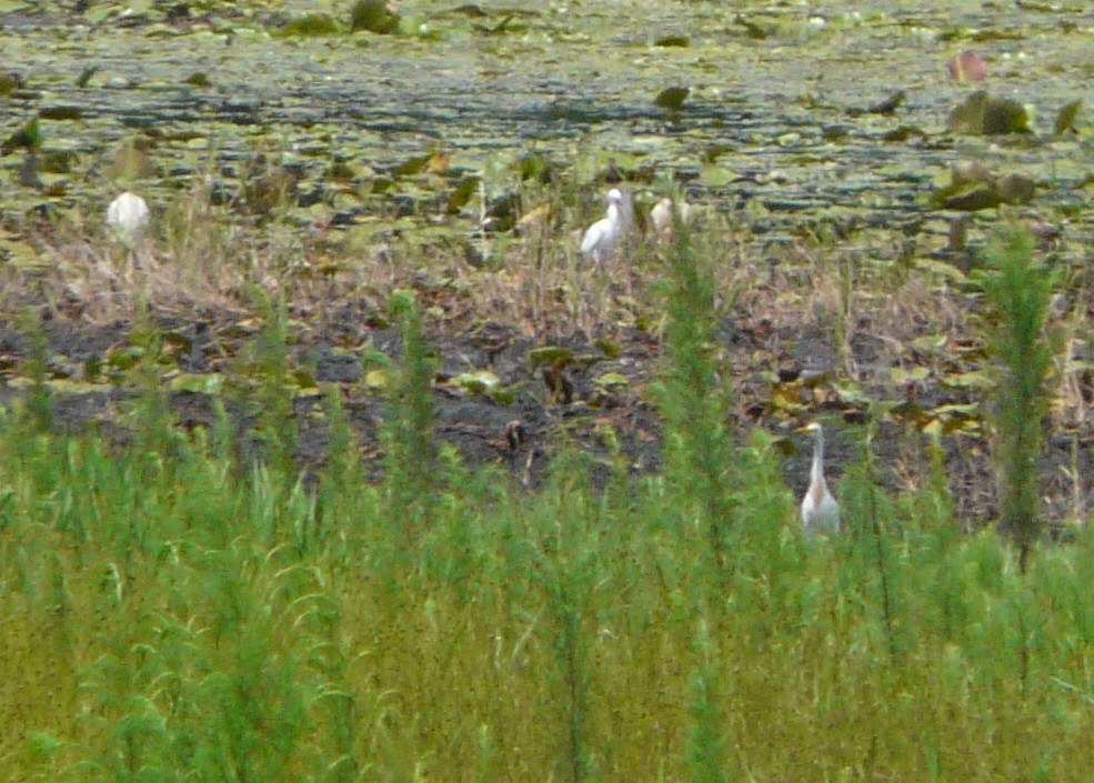 Western Cattle-Egret - ML350088061