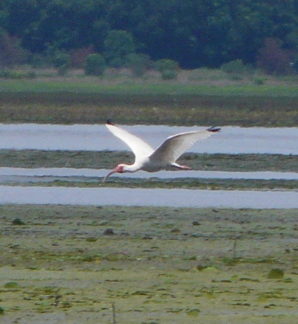 White Ibis - ML350088161