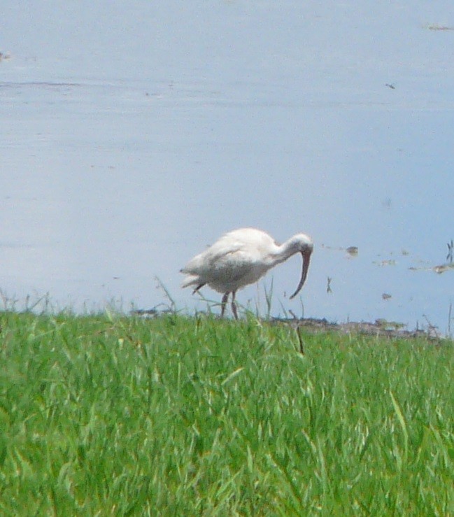 White Ibis - ML350088191