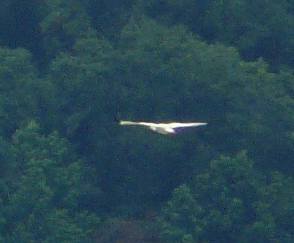 White Ibis - ML350088211