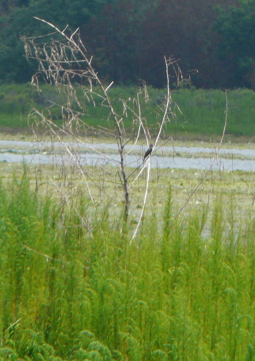 Eastern Kingbird - ML350088281