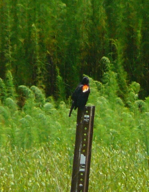 Red-winged Blackbird - ML350088331
