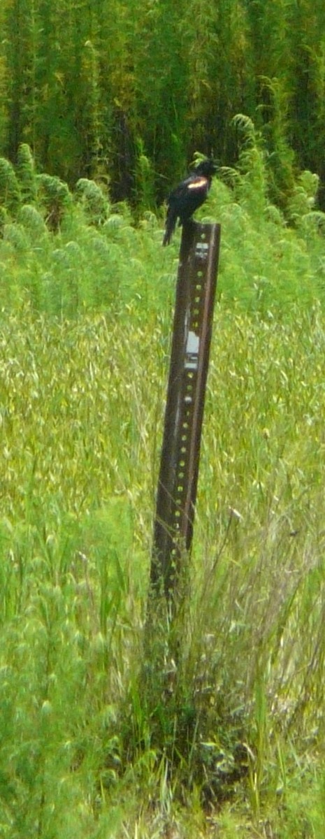Red-winged Blackbird - ML350088341