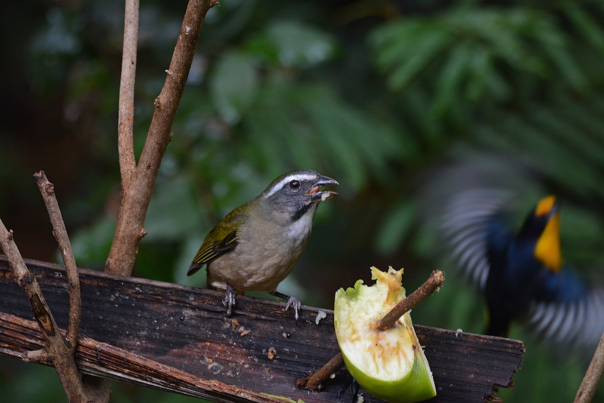 Green-winged Saltator - Dante Gabriel Moresco