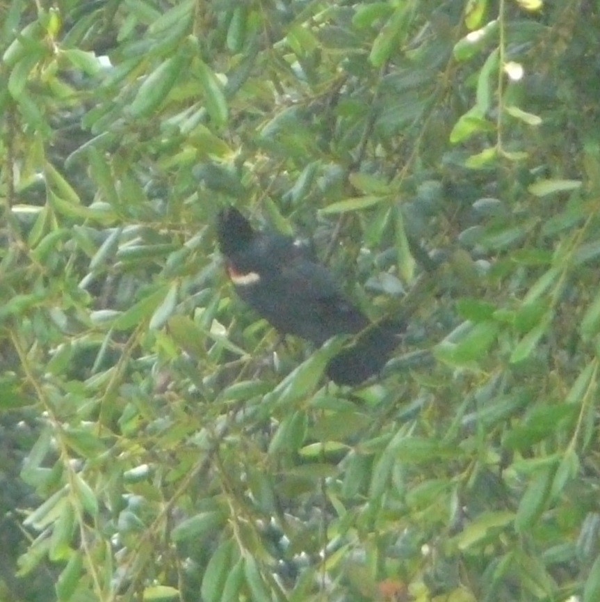 Red-winged Blackbird - ML350088401
